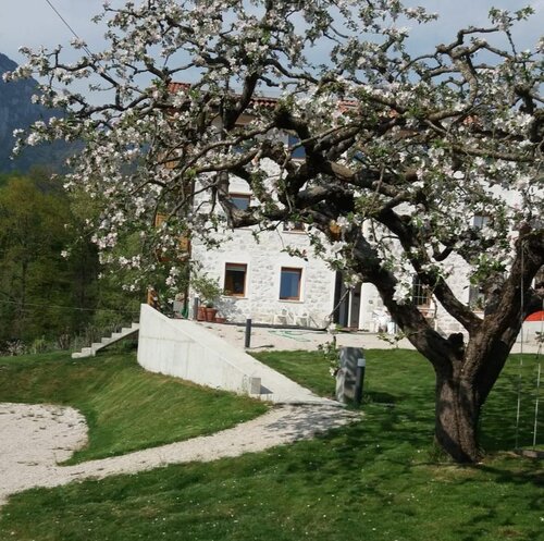 spring apple tree