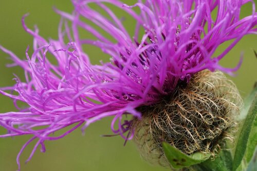 Dolomites Flower