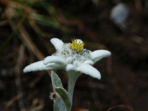 Edelweiss