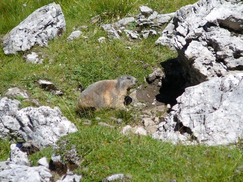 MARMOTTA