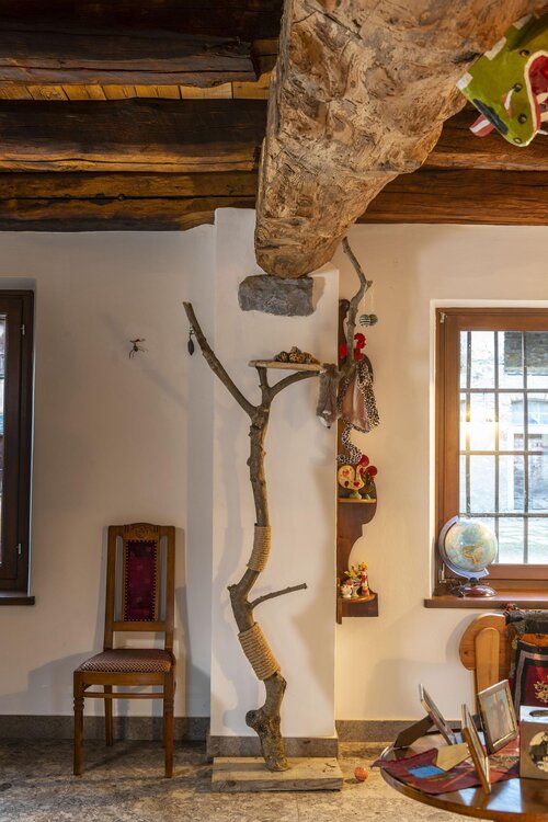 l'albero di Minerva, la gatta di casa