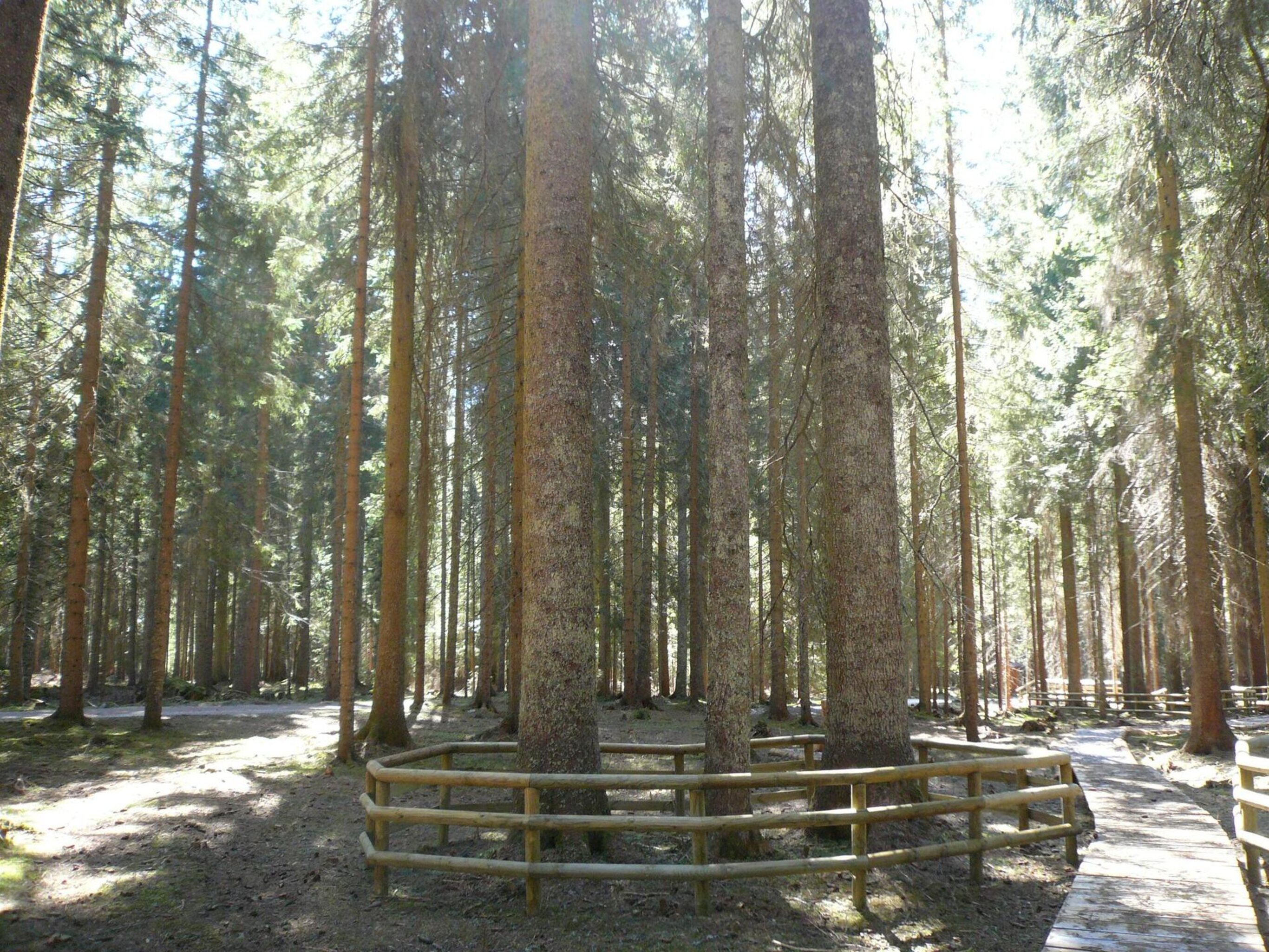 Services - Alberi Monumentali Della Val Visdende - Cadore Tre Cime Comelico