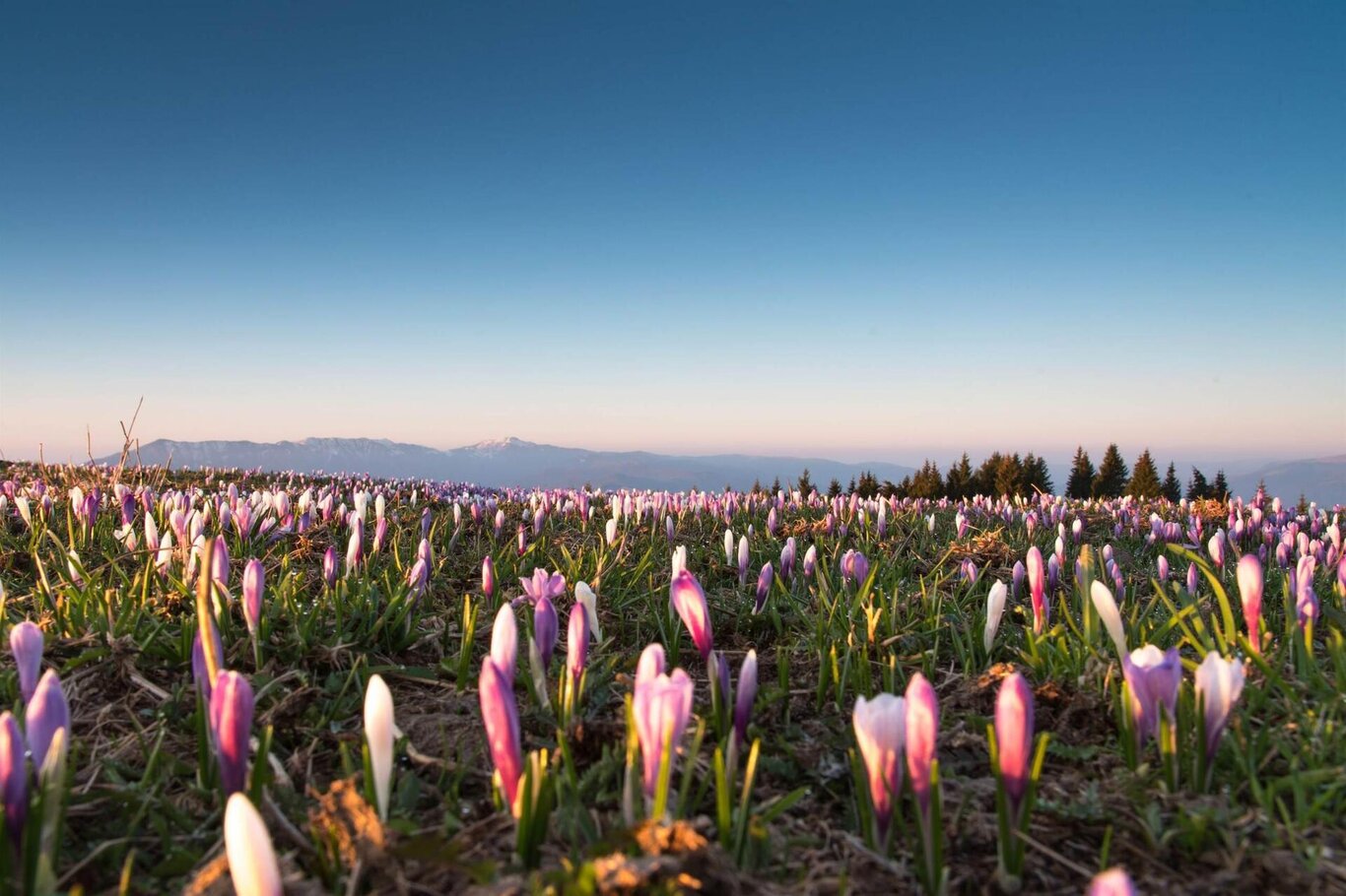 Fioritura Crocus