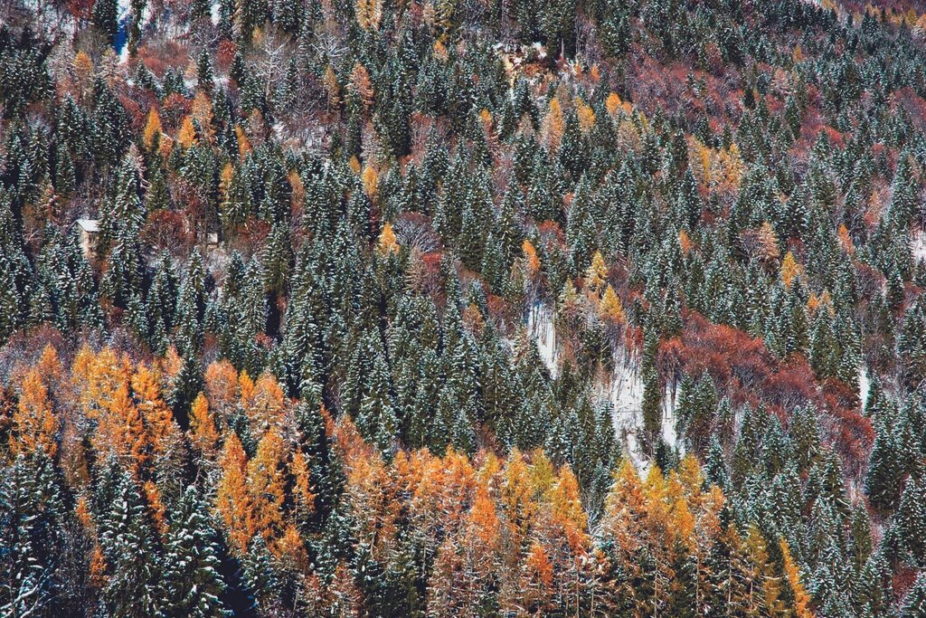 Bosco lungo il percorso