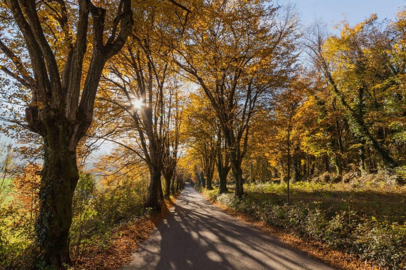 Viale di Cart