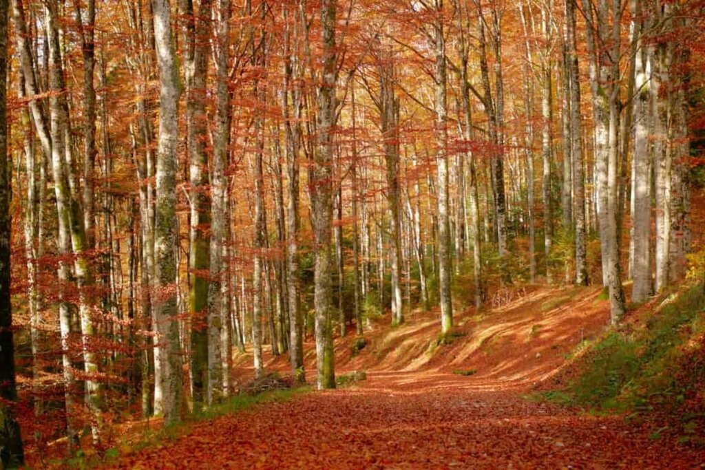 Bosco in autunno