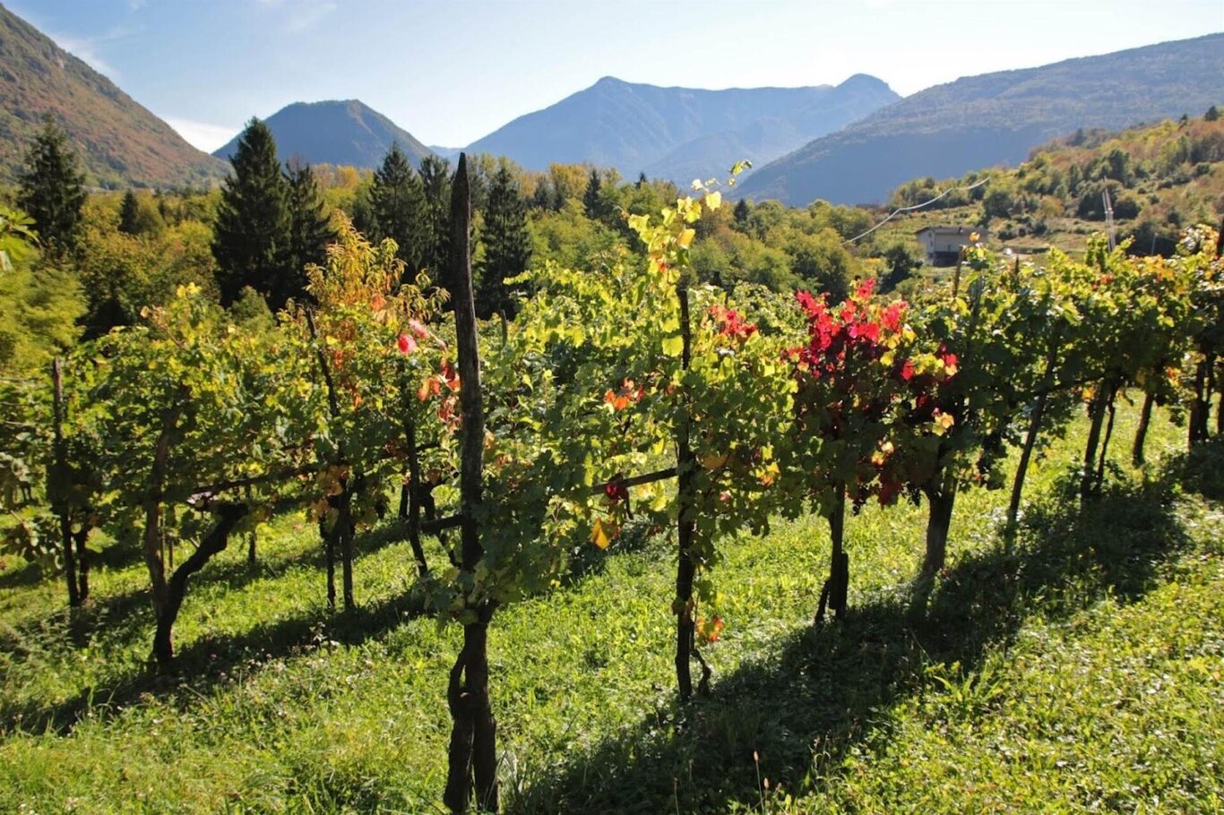 Vitigni dell'azienda agricola