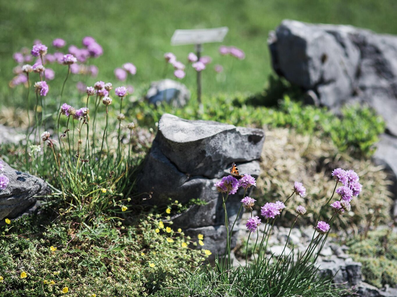 Il Giardino