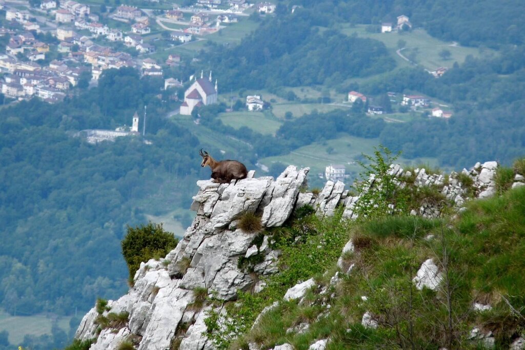 Camoscio con Sospirolo sullo sfondo