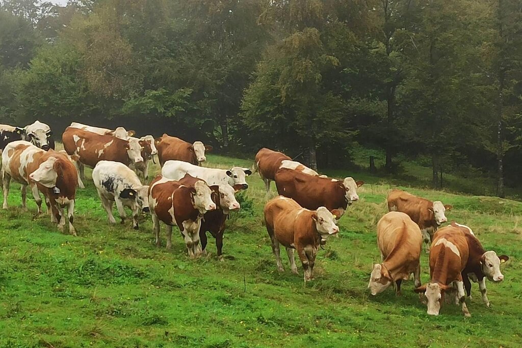 Malga Canidi vacche al pascolo