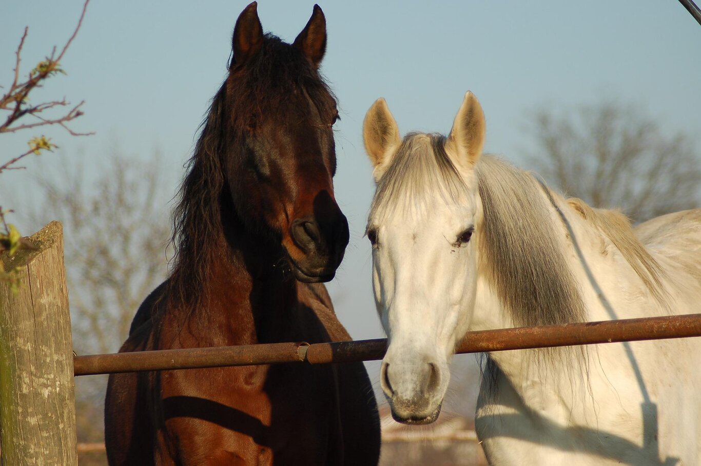 Dolomiti Ranch