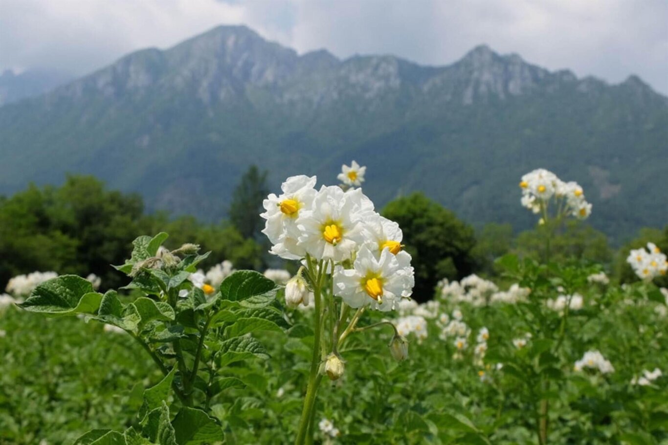 Fiore della patata