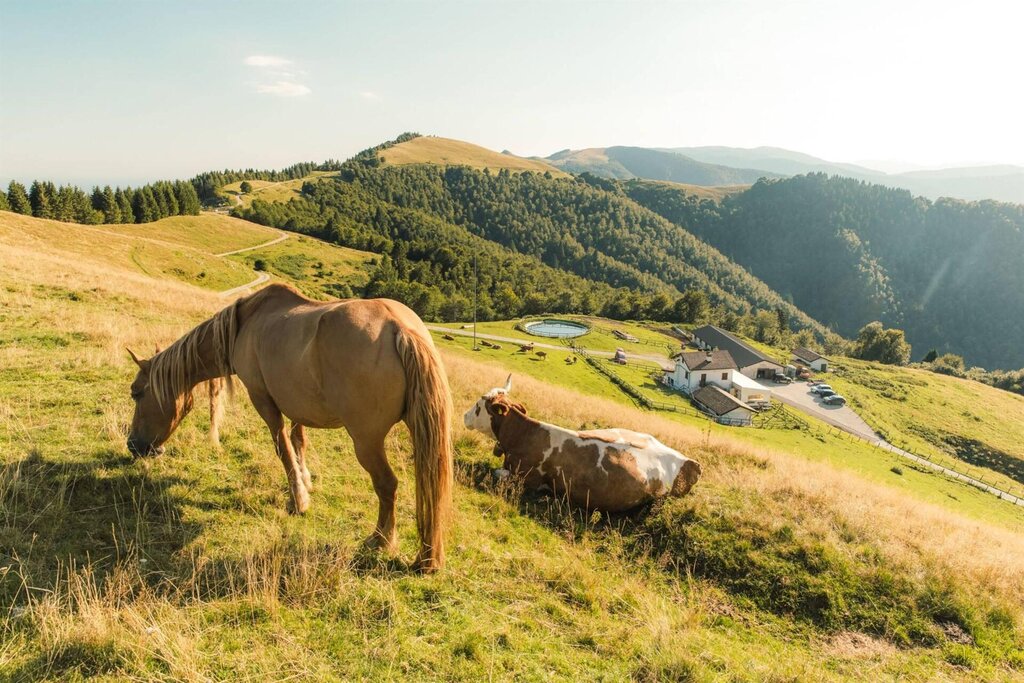 Fattoria Fattoria